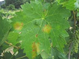 Сельскохозяйственная Фитопатология